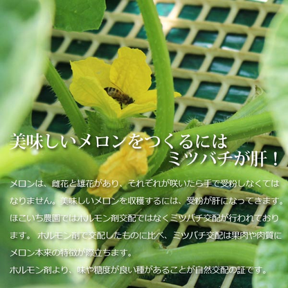 茨城 メロン 送料無料 イバラキング 2玉特大 5L ほこいち農園 茨城県 鉾田 緑肉 青肉 茨城メロン 鉾田メロン (収穫次第順次出荷) (同梱不可) めろん フルーツ 果物 内祝い ギフト プレゼント プレミアムメロン