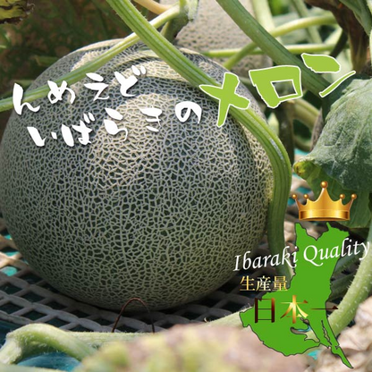 楽天ランキング受賞！ 茨城 プレミアム メロン 送料無料 茨城県 鉾田 イバラキング 1玉大 4L 厳選農家よりお届け！ 青肉 4Lサイズ 1玉入り 茨城メロン 鉾田メロン (収穫次第順次出荷) (同梱不可) めろん フルーツ 果物 内祝い プレゼント