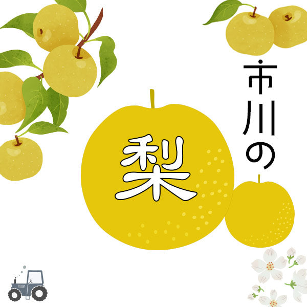 予約販売 いちかわの梨 梨 秋月 あきづき 5kg 9～14玉 千葉県産 市川 なし 旬 果物 果実 フルーツ グルメ ギフト プレゼント 贈答品 贈答用 お盆 暑中見舞い 和梨