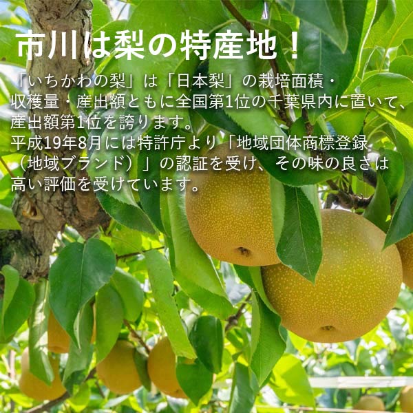 いちかわの梨 梨 幸水 こうすい 3kg 7～10玉 千葉県産 市川 なし 旬 果物 果実 フルーツ グルメ ギフト プレゼント 贈答品 贈答用 お盆 暑中見舞い 和梨