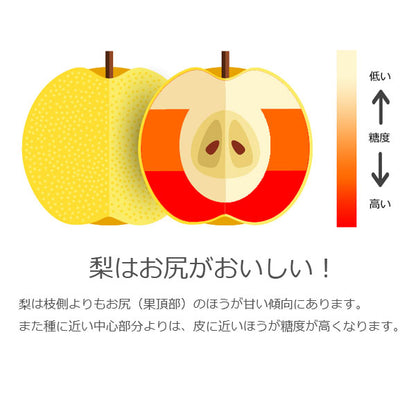 予約販売 いちかわの梨 梨 秋月 あきづき 5kg 9～14玉 千葉県産 市川 なし 旬 果物 果実 フルーツ グルメ ギフト プレゼント 贈答品 贈答用 お盆 暑中見舞い 和梨