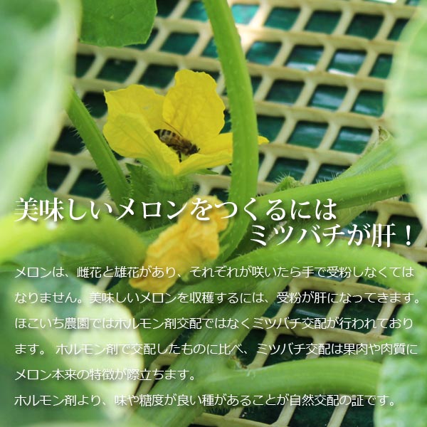 茨城 メロン イバラキング 2玉 4L ほこいち農園 茨城 茨城県 鉾田 緑肉 青肉 茨城メロン 鉾田メロン (収穫次第順次出荷) (同梱不可)