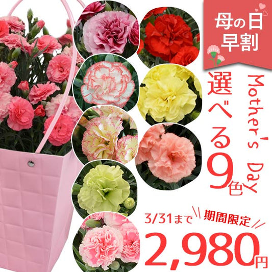 母の日 カーネーション 9色から選べるカーネーション 5号鉢 鉢花