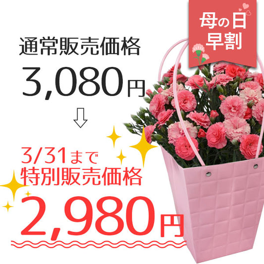 母の日 カーネーション 9色から選べるカーネーション 5号鉢 鉢花