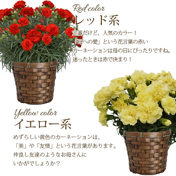 母の日 カーネーション 8色から選べるカーネーション 5号鉢 鉢花