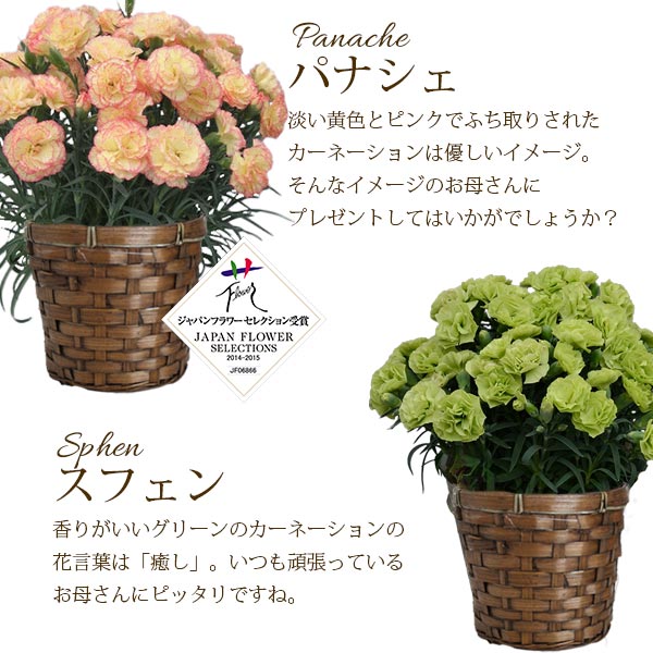 母の日 カーネーション 8色から選べるカーネーション 5号鉢 鉢花