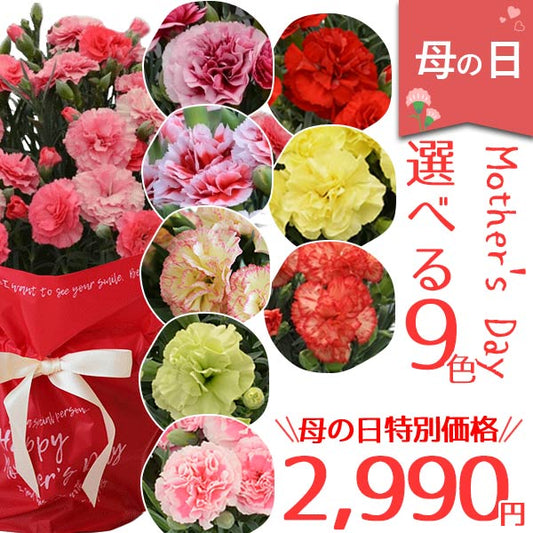 母の日 カーネーション 9色から選べるカーネーション 5号鉢 鉢花