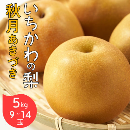 予約販売 いちかわの梨 梨 秋月 あきづき 5kg 9～14玉 千葉県産 市川 なし 旬 果物 果実 フルーツ グルメ ギフト プレゼント 贈答品 贈答用 お盆 暑中見舞い 和梨